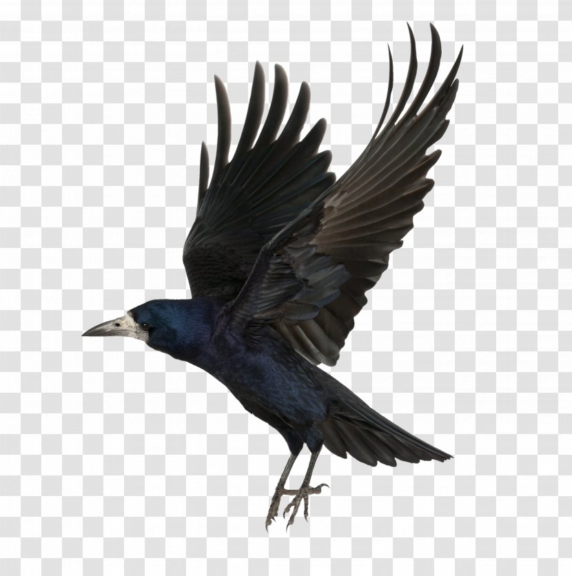 Common Raven As The Crow Flies Clip Art - Wing Transparent PNG