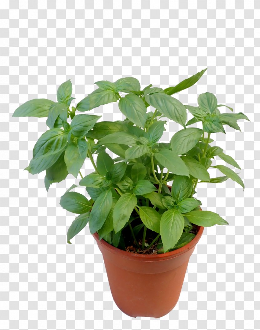 Flower Flowering Plant Flowerpot Herb - Leaf - Ocimum Lemon Basil Transparent PNG