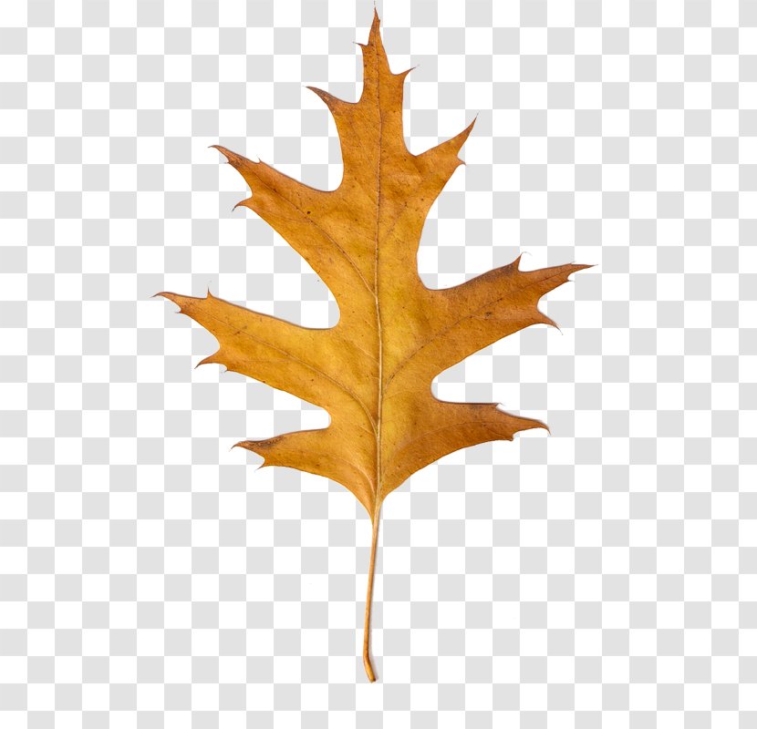 Canadian Maple Leaf Clip Art Transparent PNG