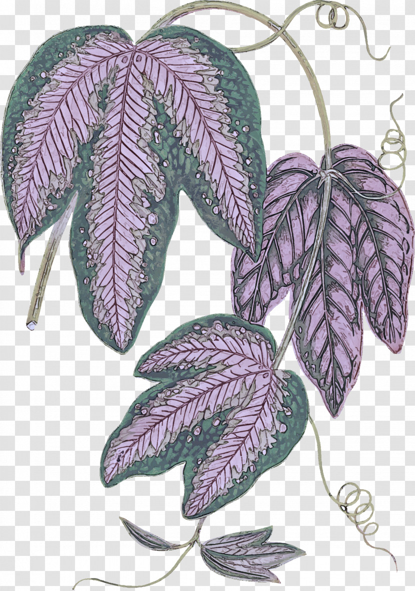 Leaf Lilac Violet Tree Plant Transparent PNG