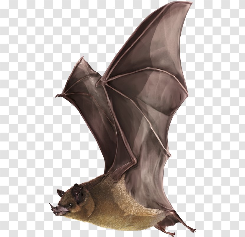 Miller's Long-tongued Bat Alexander Von Humboldt Biological Resources Research Institute Pollinator Pollination Transparent PNG