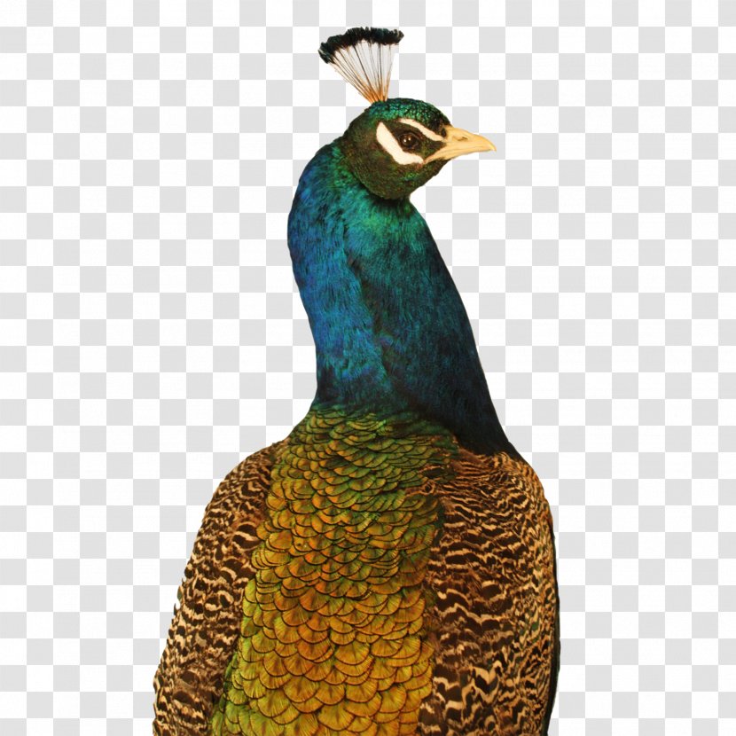 Krishna Bird Feather Peafowl Beak - Peacock Transparent PNG