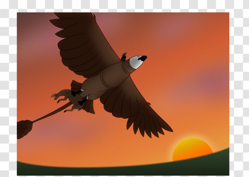 Eagle Fauna Beak Sky Plc Transparent PNG