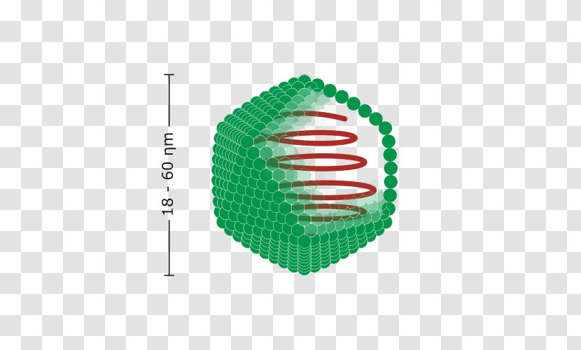 Virus Capsid Viral Envelope Icosahedron Virion - Nucleic Acid Transparent PNG