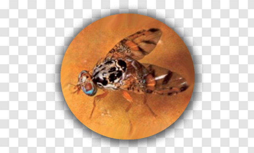 Insect Citrus Fruit Ravageurs Des Agrumes Mediterranean Fly Disease - Insecte Ravageur Transparent PNG
