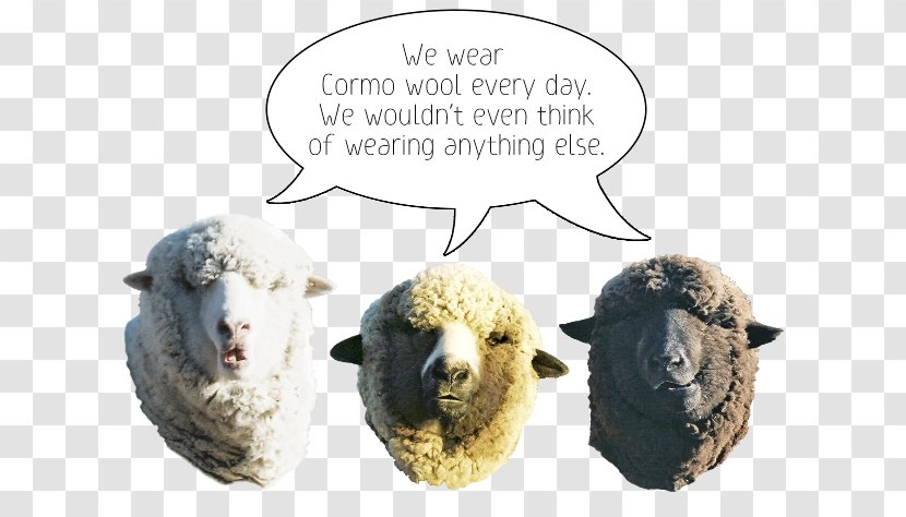 Cormo Wool Sheep Clothing Montana - Snout - Woolen Socks Transparent PNG