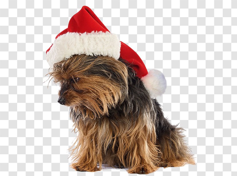 Yorkshire Terrier Puppy Australian Silky Santa Claus Transparent PNG