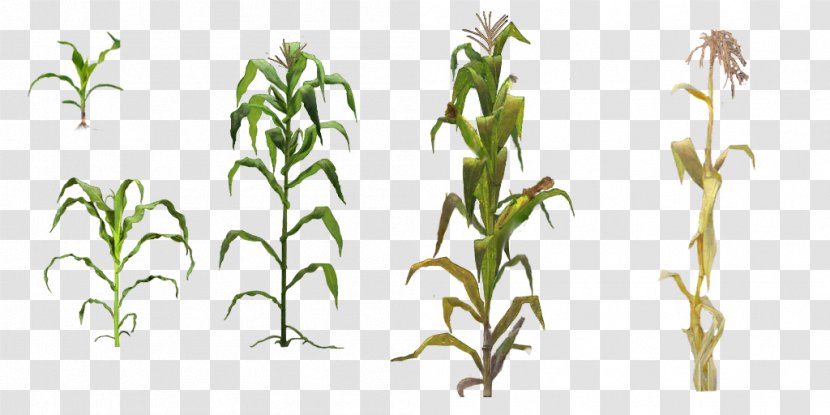Maize Dracaena Fragrans Clip Art - Crop - Corn Plant Transparent PNG