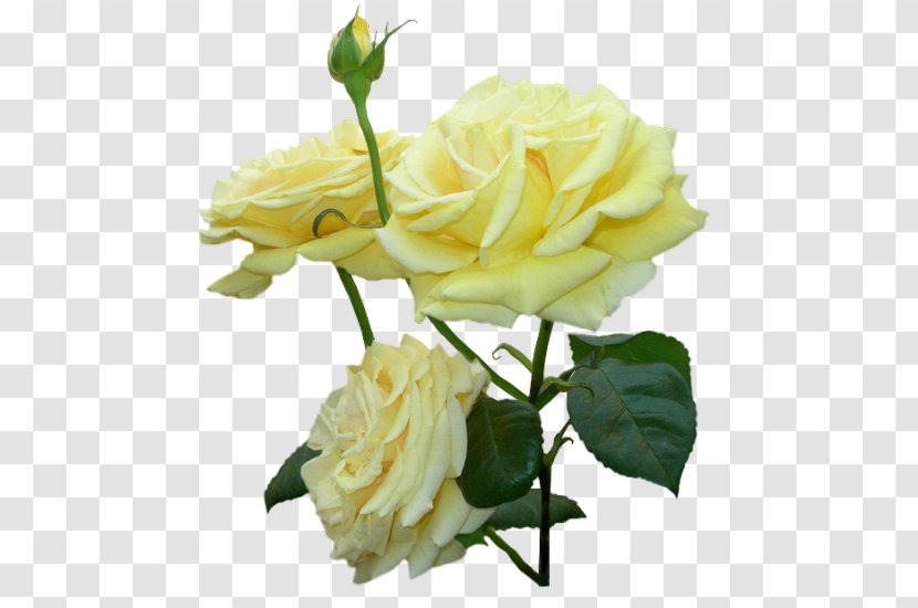 Flower Clip Art - Rosa Centifolia - Pale Yellow Rose Transparent PNG