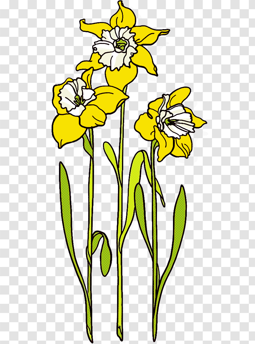 Flower Yellow Plant Narcissus Plant Stem Transparent PNG