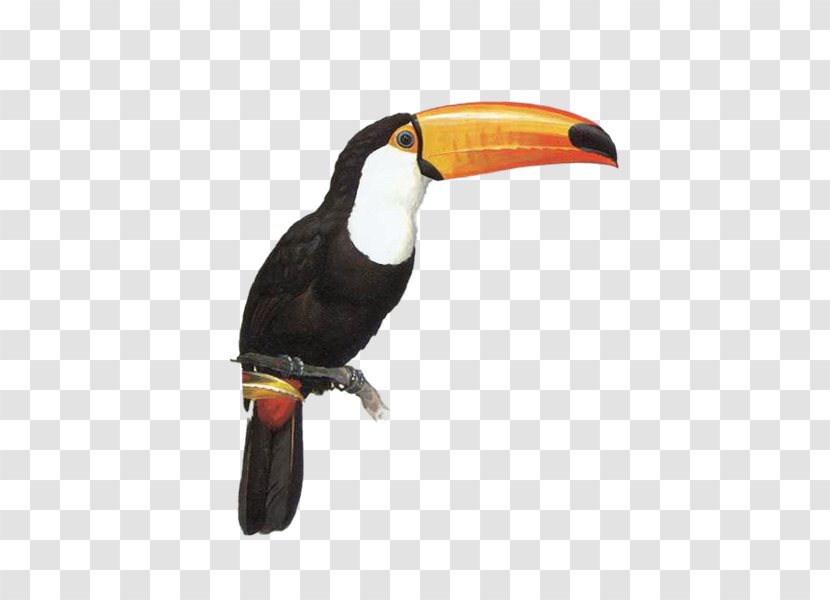Toucan Parrot Bird Transparent PNG