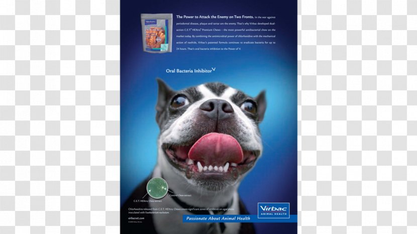 Dog Breed Boston Terrier Advertising Snout Brand - Global Amusement Park Transparent PNG