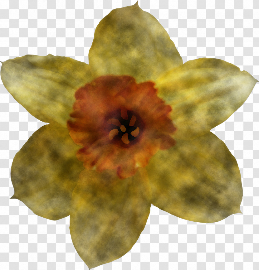 Flower Yellow Petal Plant Narcissus Transparent PNG