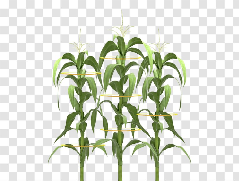 Plant Stem Maize Field Corn - Grasses - Design Transparent PNG