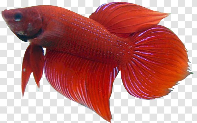 Siamese Fighting Fish Goldfish Tropical Clip Art - Red Transparent PNG