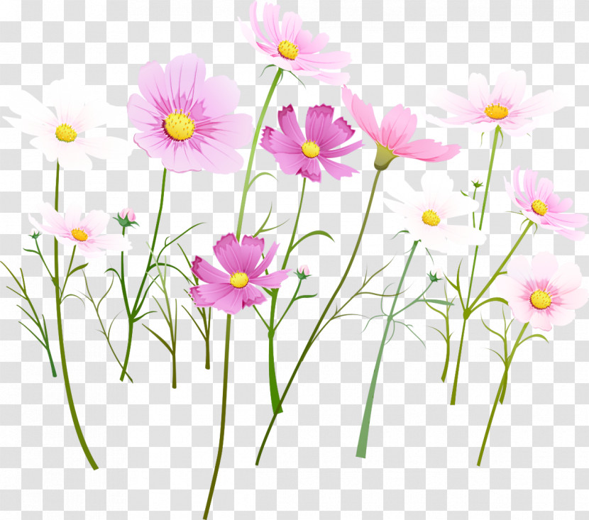 Flower Plant Petal Wildflower Plant Stem Transparent PNG