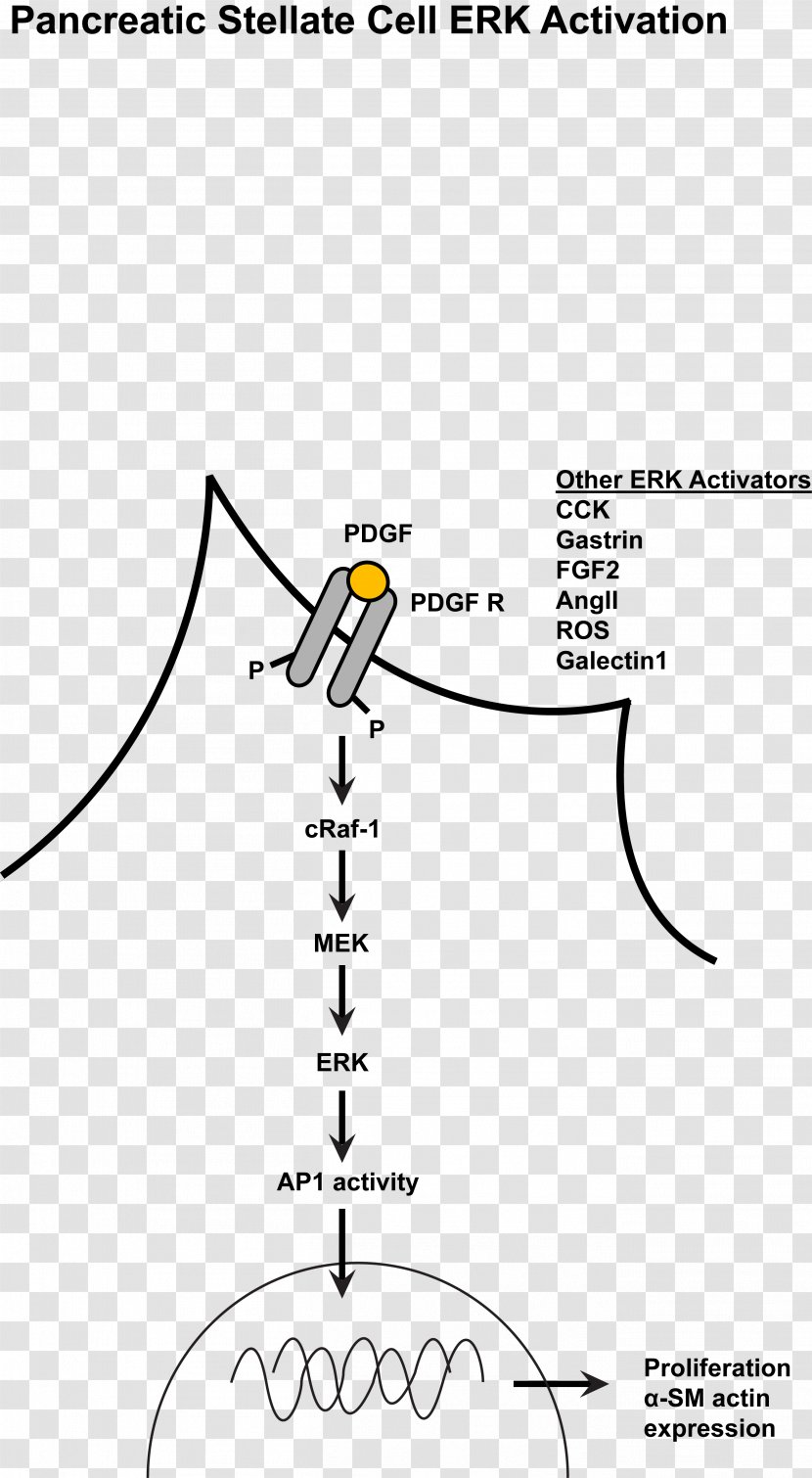 MAPK/ERK Pathway Mitogen-activated Protein Kinase Extracellular Signal–regulated Kinases Cell Signaling Signal Transduction - Activation Transparent PNG