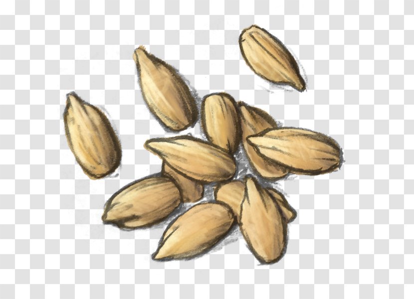 Nut Vegetarian Cuisine Seed Food Commodity Transparent PNG