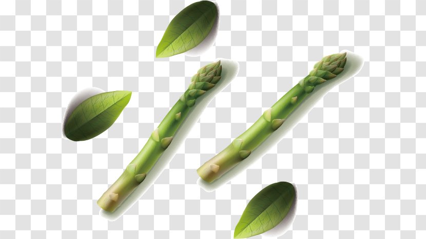 Bamboo Shoot Euclidean Vector - Shoots Transparent PNG