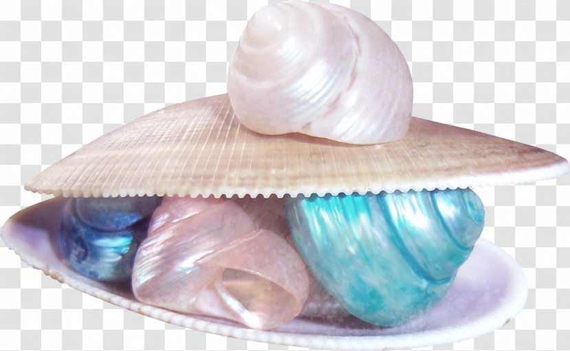 Beach Of La Concha Sandy Seashell - World Wide Web - Conch Shells And Color Transparent PNG