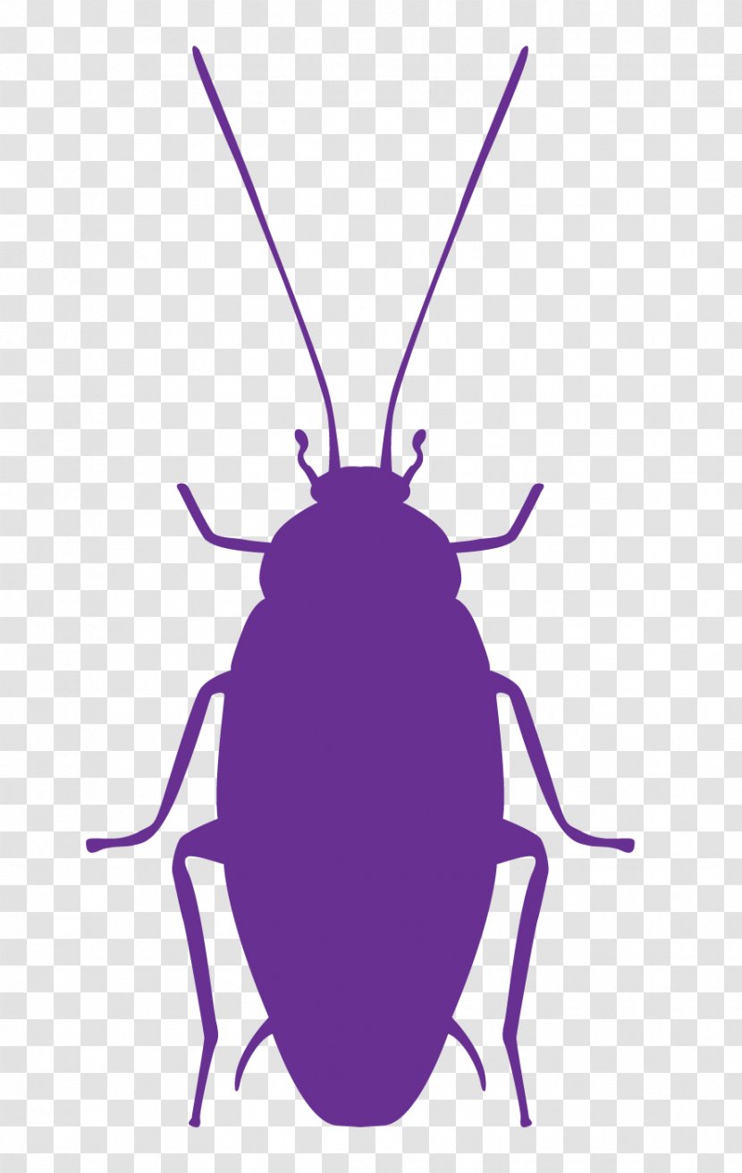 Cockroach Insect Pest Control - Arthropod Transparent PNG