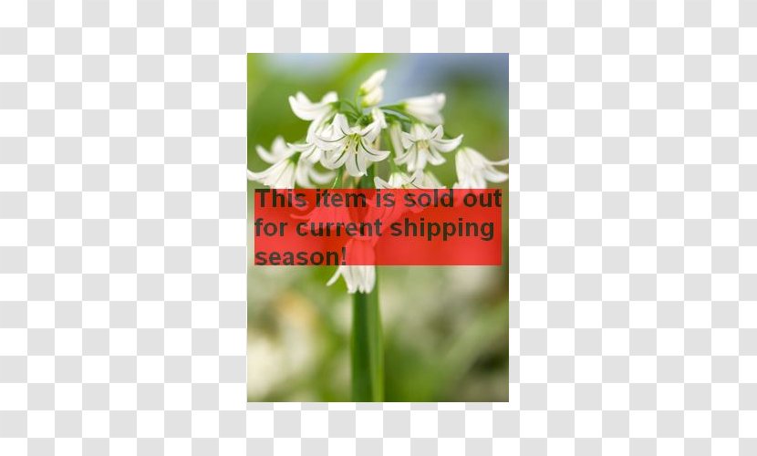 Wildflower Plant Stem Font - Petal - Amaryllis Bulb Transparent PNG