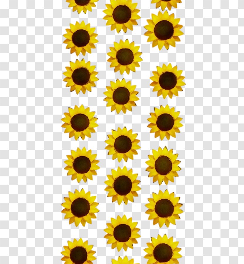 Sunflower - Watercolor - Daisy Family Plant Transparent PNG