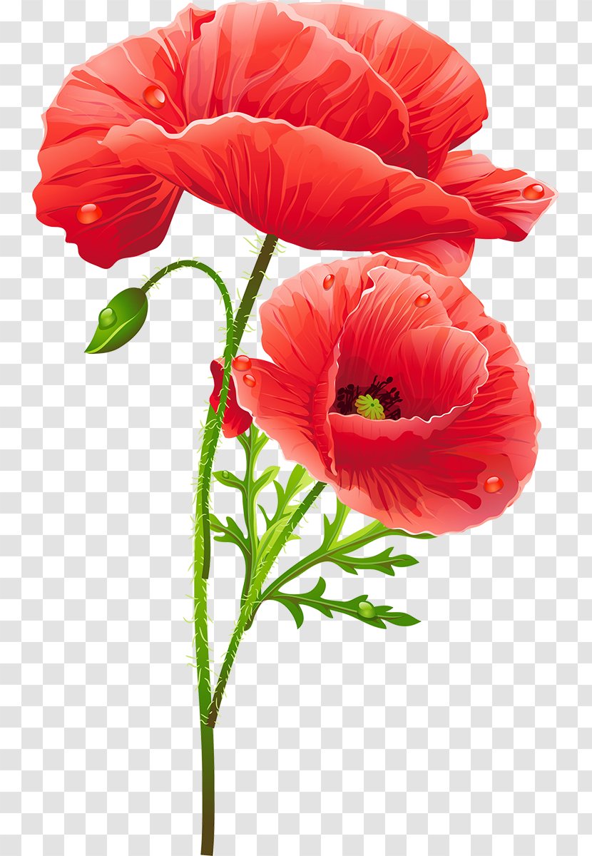 Flower Poppy - Cut Flowers Transparent PNG