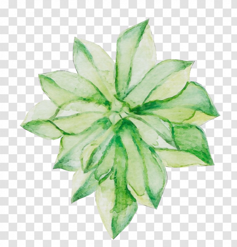 Green Leaf Flower Plant Petal - Perennial Flowering Transparent PNG
