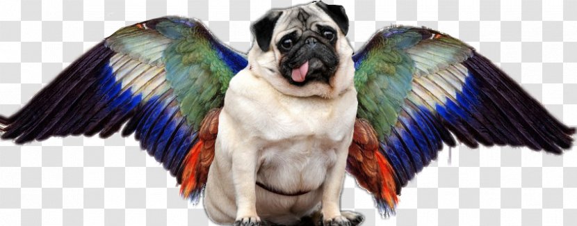 When Pugs Fly! Dog Breed Puppy Pet Transparent PNG