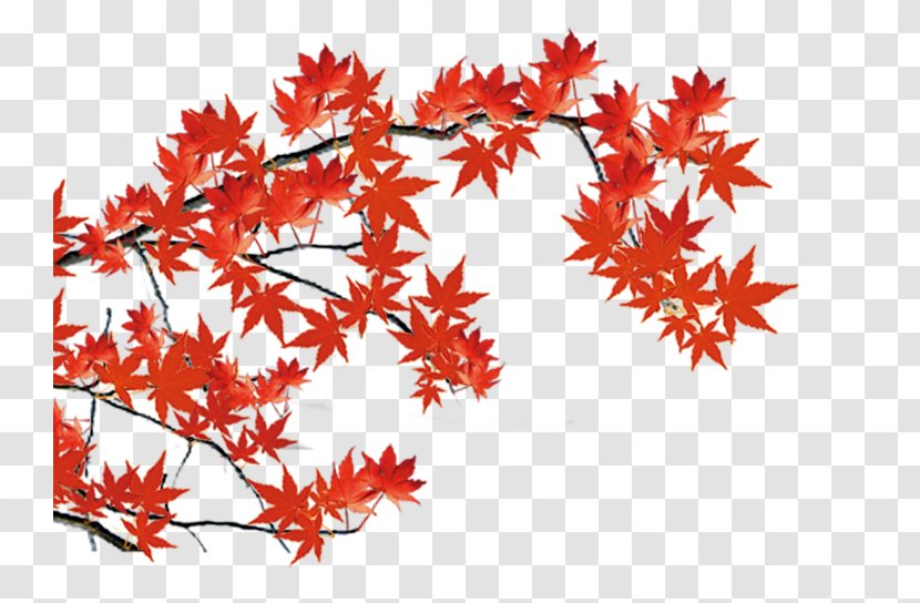 Maple Leaf - Branch - Yellow Material Transparent PNG