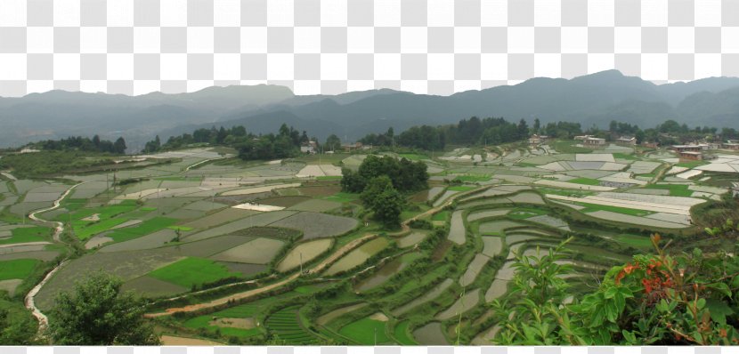 Paddy Field Terrace Oryza Sativa Green - Google Images - Separate Rice Fields Transparent PNG