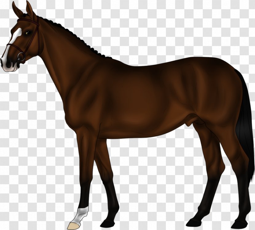 Mustang Arabian Horse Foal Pony Thoroughbred - Breeding Transparent PNG