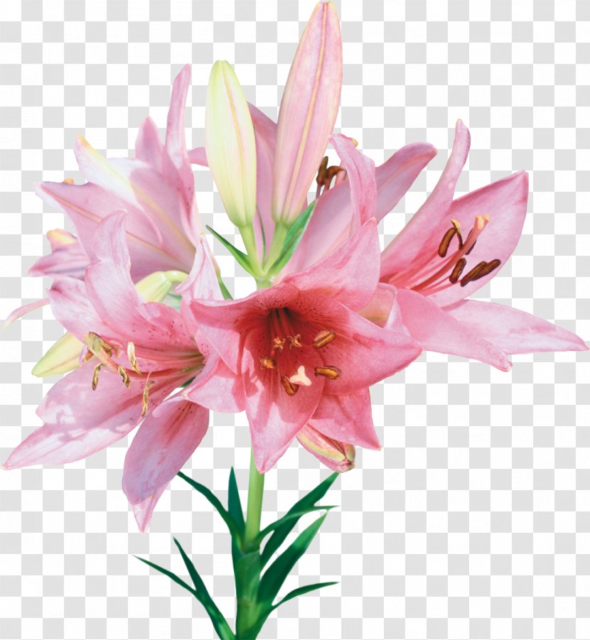 Flower Clip Art - Lily Transparent PNG