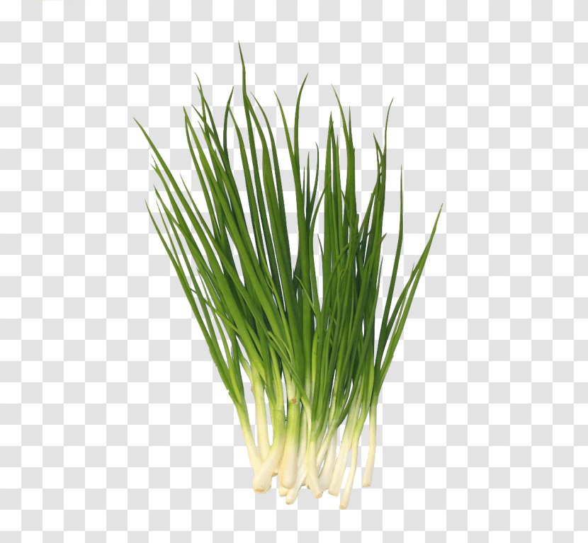 Welsh Onion Scallion Chives Garlic - Sweet Transparent PNG