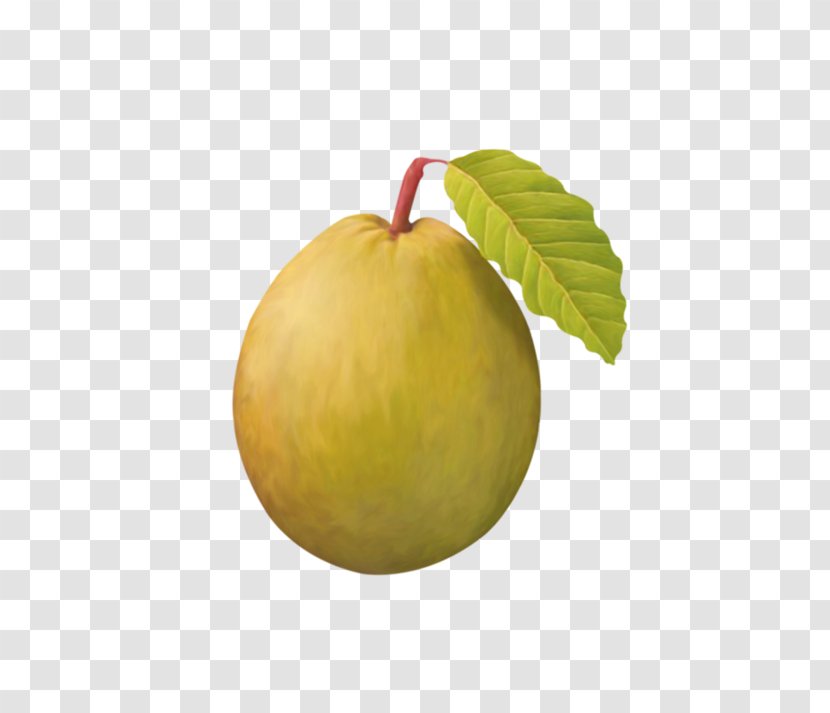 Pyrus Nivalis Asian Pear Fruit Vecteur Transparent PNG