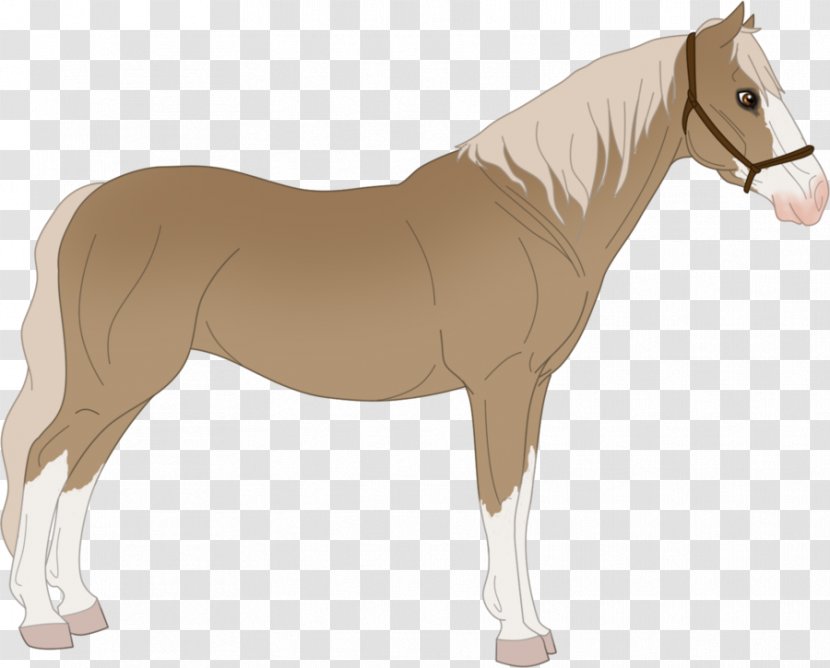 Mustang Stallion Foal Mare Colt Transparent PNG