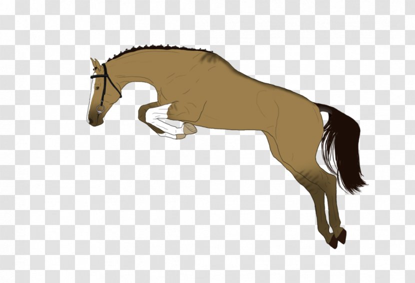 Mane Foal Stallion Rein Mare - English Riding - Mustang Transparent PNG