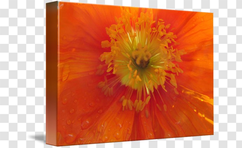Transvaal Daisy - Orange - Poppy Watercolor Painting Transparent PNG