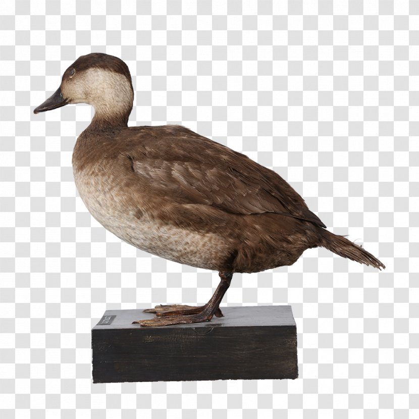 Mallard Goose Duck Fauna Beak Transparent PNG