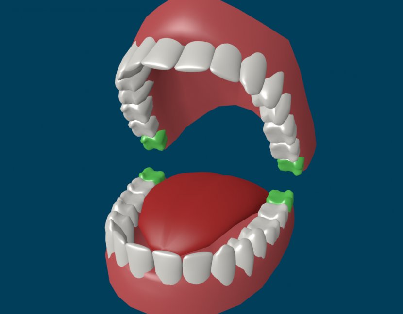 Human Tooth Wisdom Homo Sapiens Deciduous Teeth - Frame Transparent PNG