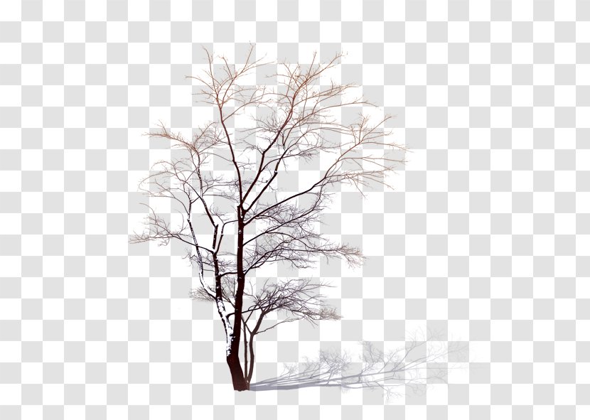 Tree - Twig - Upload Transparent PNG