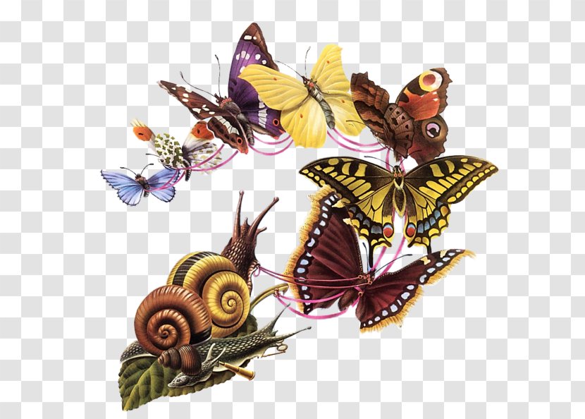 The Butterfly's Ball, And Grasshopper's Feast Butterfly Ball Costa Book Awards Graphic Designer - Insect - Papillon Transparent PNG
