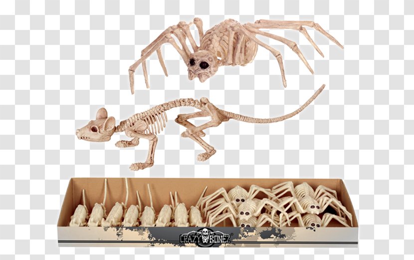 Velociraptor Spider Rat Animal Carnivora - Carnivoran Transparent PNG