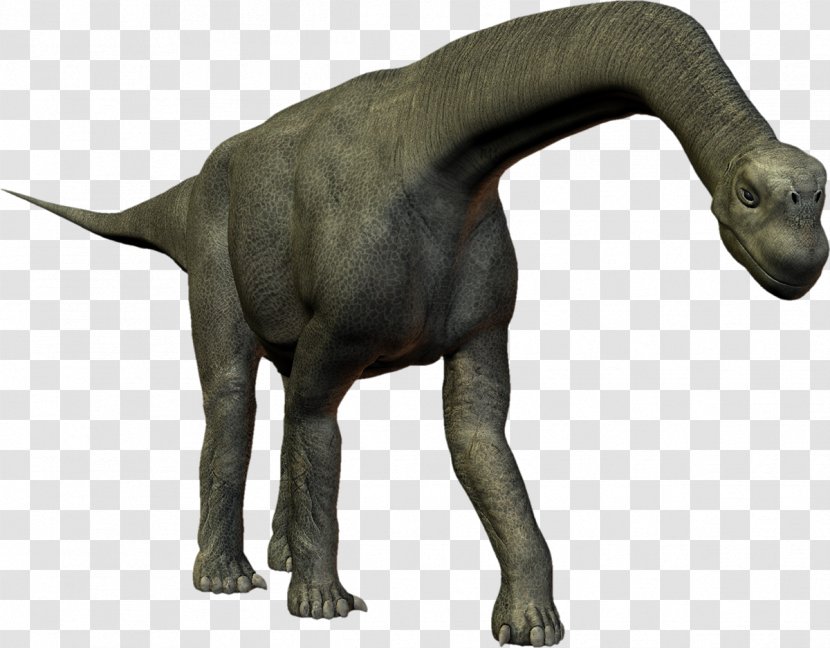 Ceratosaurus Allosaurus Camarasaurus Tyrannosaurus Animal - Extinction - Dinosaur Transparent PNG