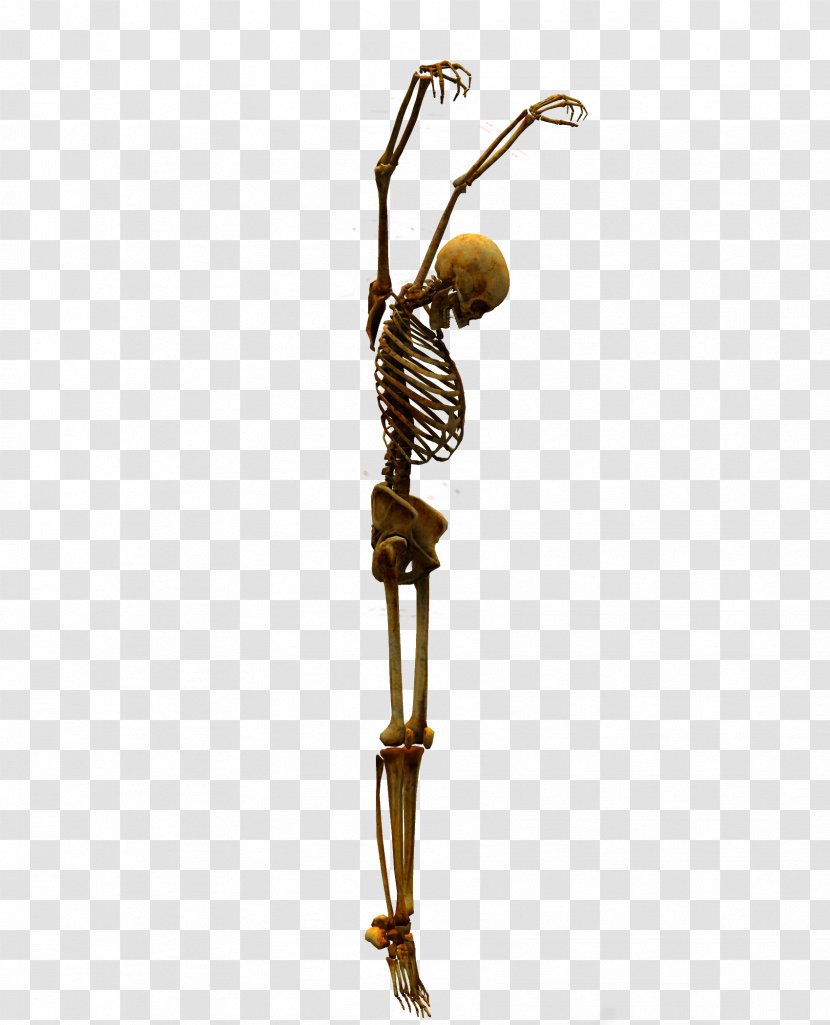 Skeleton Bone Skull - Fear Transparent PNG