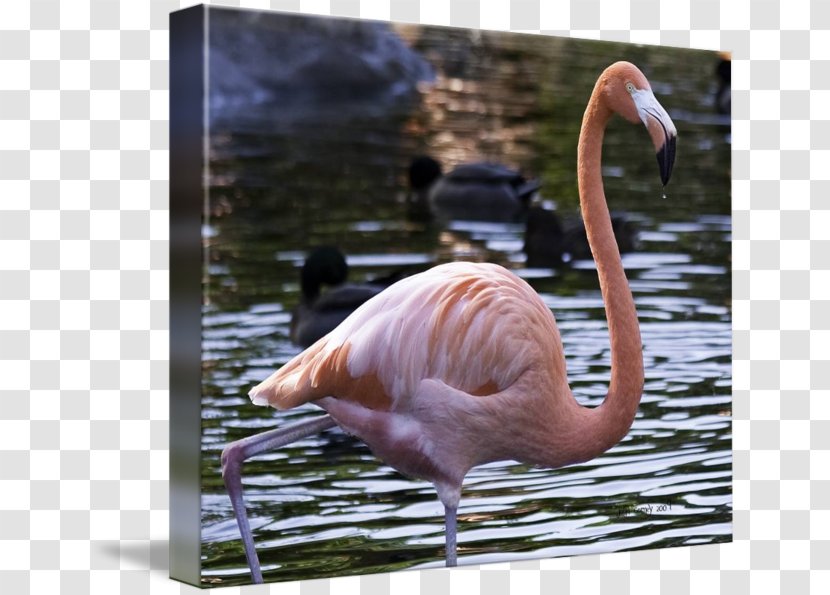 Water Bird Beak Fauna Wildlife - Flamingo Transparent PNG