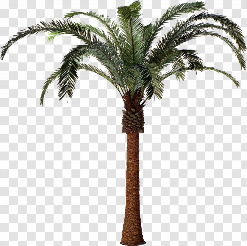 Arecaceae Date Palm Plant Tree Attalea Speciosa - Phoenix Transparent PNG