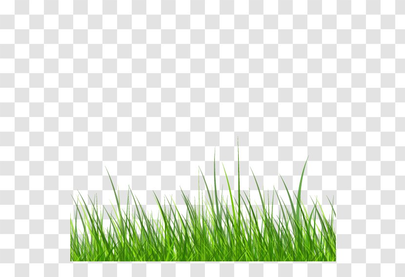 Samsung Galaxy S6 Grass Download - Green Transparent PNG