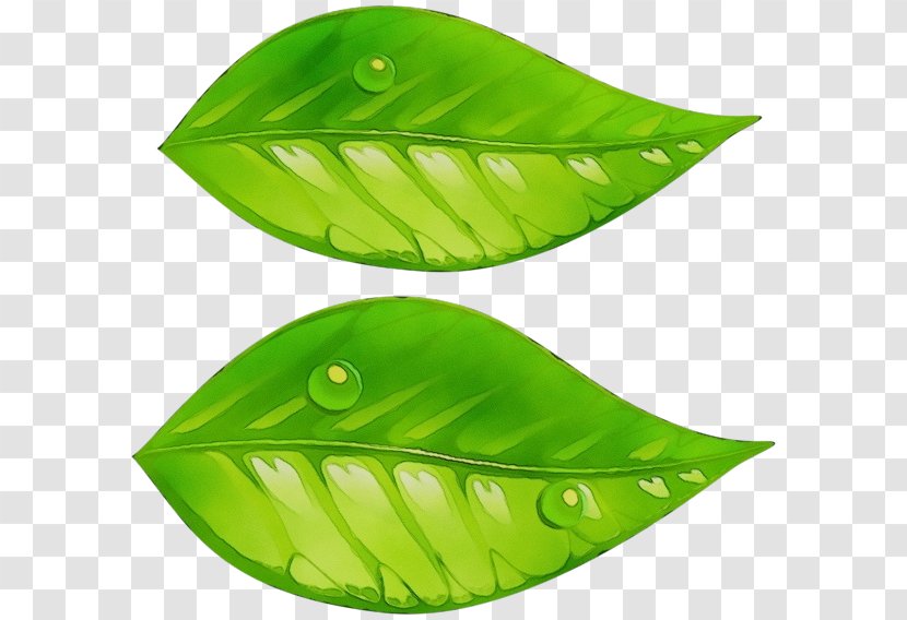 Green Leaf Watercolor - Plant Transparent PNG